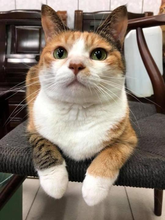猫咪发讯息骂客户，几乎让生意告吹，主人崩溃：老大求你别捣蛋！