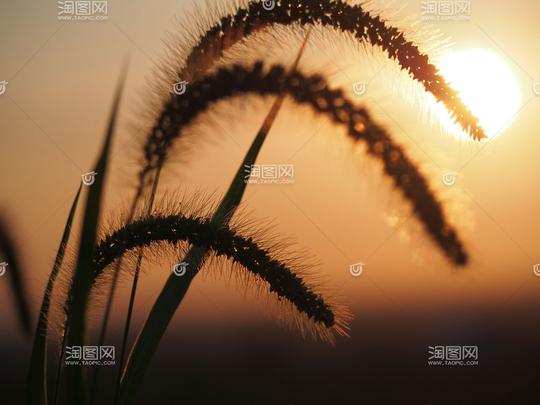日落,晚报,夕阳,斜阳,狗尾草,秋,日落,薄暮,背景,244306