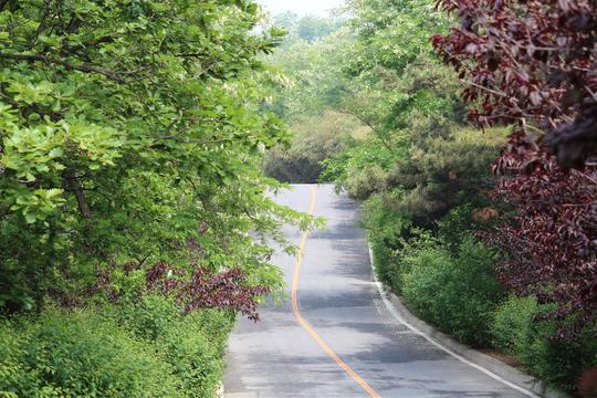 林间路