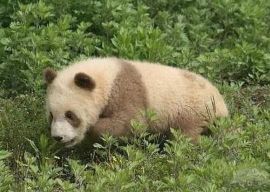 西现罕见棕白色熊猫网友是变异了吧