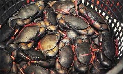缅甸黑蟹