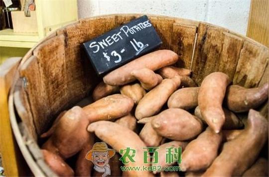2019种红薯赚钱吗?2019红薯种植前景及市场价格行情分析(附最新价格)
