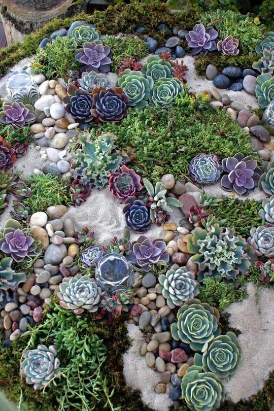 如何打造多肉植物花园succulentsgardens