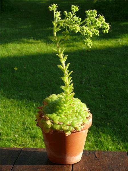 莲花掌属植物_图片大全—全景创意图库（quanjing.com）中国领先的正版图片视频素材网站