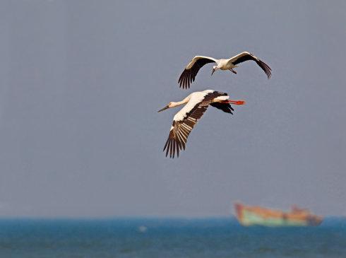 大海上空飞翔的东方白鹳_兰天拍鸟