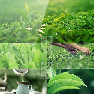 b16茶叶绿茶种植采茶泡茶空镜头唯美小清新高清实拍视频素材