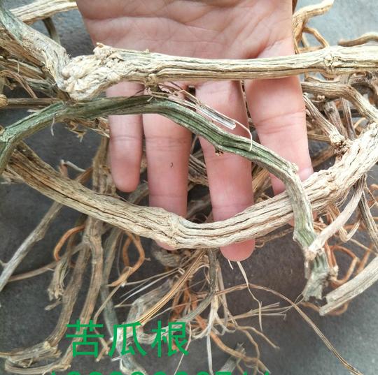 【猫须草肾茶不老草化石草不老茶猫须公猫