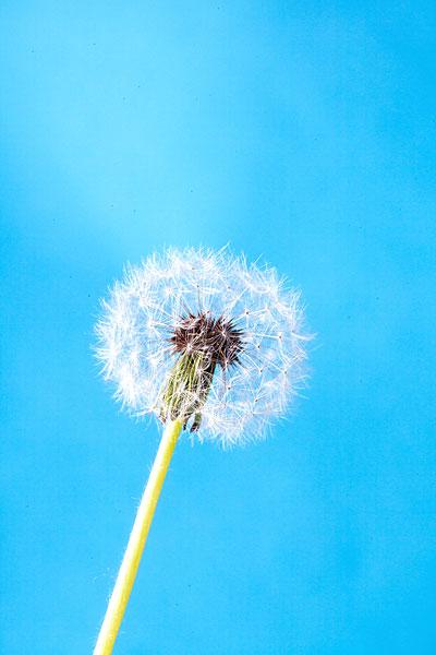 飞舞的蒲公英_图片大全—全景创意图库（quanjing.com）中国领先的正版图片视频素材网站