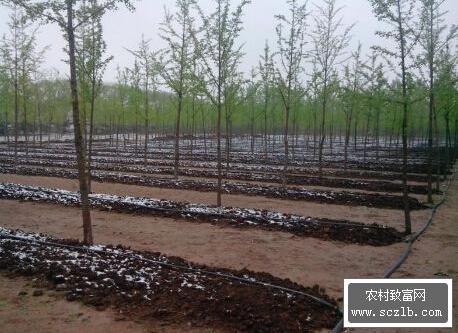 蚯蚓高产养殖技术,蚯蚓高产饲养措施