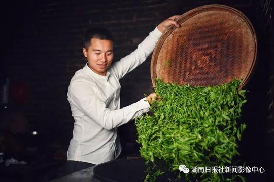 一片茶叶托起的脱贫致富梦