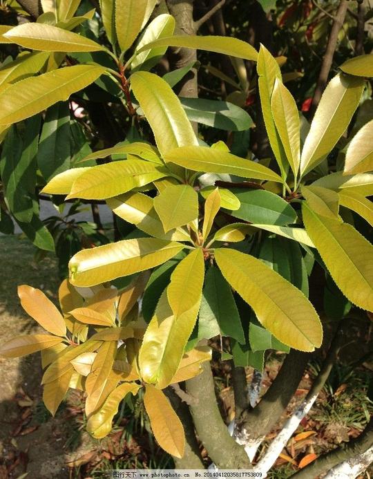 树叶植物叶子树枝树叶素材摄影