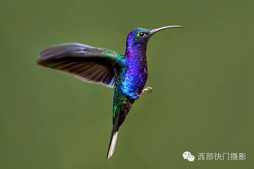 蜂鸟摄影作品[_动植物与微距论坛_太平洋电脑网产品