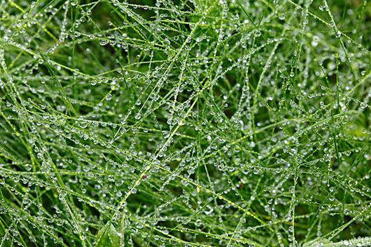 雨滴_草地_图片大全—全景创意图库（quanjing.com）中国领先的正版图片视频素材网站