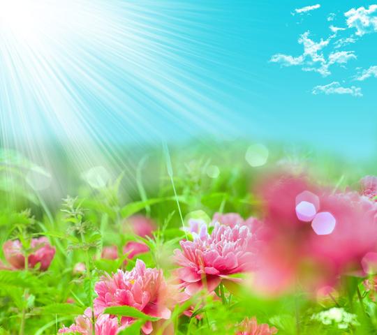 夏天美丽鲜花背景高清图片图片素材(编号:201