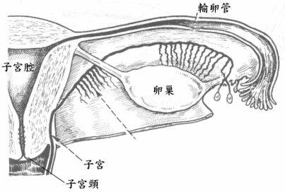 子宫内膜异位症b超能看到吗