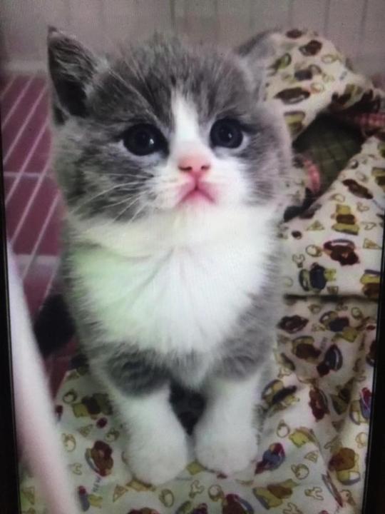 纯种猫咪自己繁育蓝白蓝猫