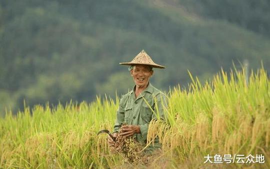 2018年最低收购价降大幅度下调,稻农朋友如何种植水稻能赚钱?