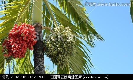 棕榈果,,,摄影,汇图网