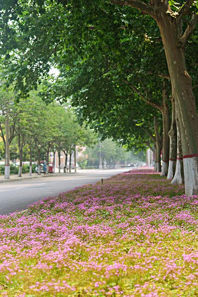 街道绿化_图片大全—全景创意图库（quanjing.com）中国领先的正版图片视频素材网站