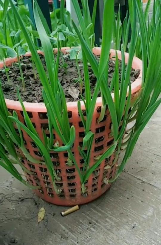 种大蒜的生长过程图片