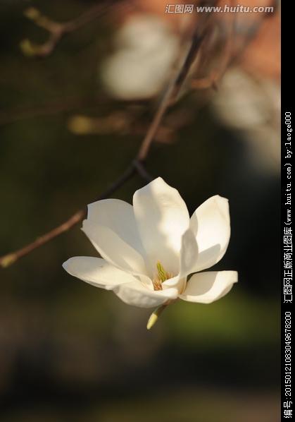 查看相似图收藏举报>白玉兰植物花卉花朵春天晴天摄影素材逆光黑