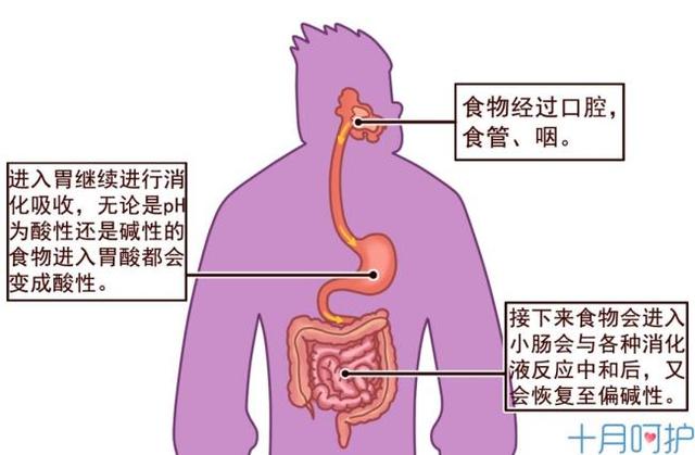 吃6类食物易生男宝宝