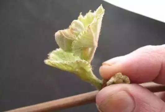 春季备孕注意事项有哪些