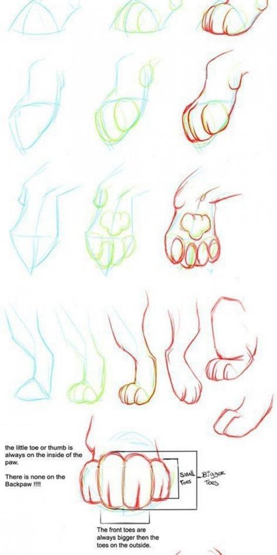 动物的脚,爪子插画绘画技巧动物脚步各个角度姿势演示结构图片素材