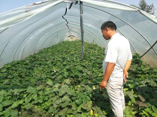 在农村搞种植,发展越大规模就越挣钱吗?结果恰恰相反