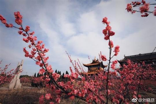 推荐无锡一处免费冷门赏花景点——江阴泽枯禅寺
