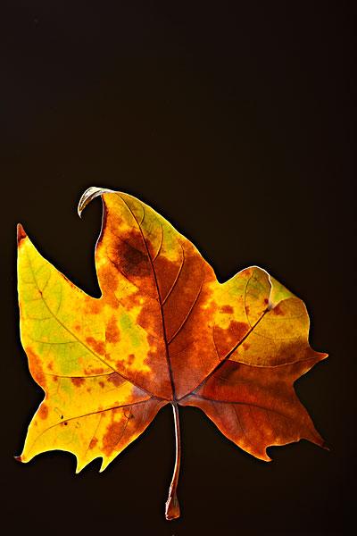 梧桐落叶_图片大全—全景创意图库（quanjing.com）中国领先的正版图片视频素材网站