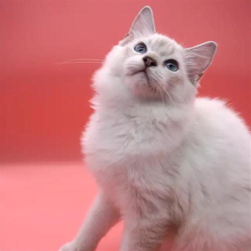 自家繁育纯种宠物猫咪纯种布偶猫海豹重点色布偶猫活体幼猫g
