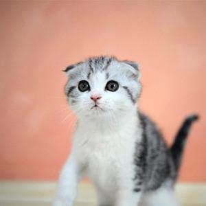 兰州哪买猫的相关长尾关键词有哪些