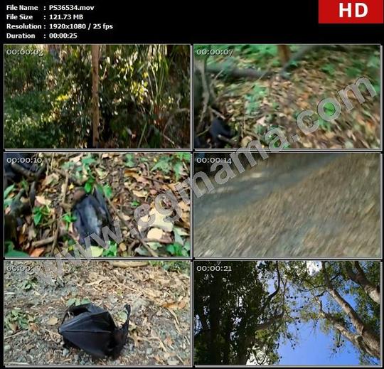 ps36534树林绿树落叶植被蝙蝠死尸尸体蓝天白云树枝高清实拍视频素材