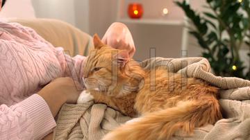 一只黄色猫咪坐在坐垫上gif图片