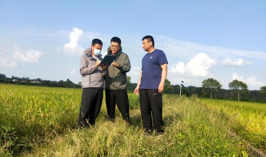 新县审计局“四个聚焦”精准把脉高标准农田建设项目