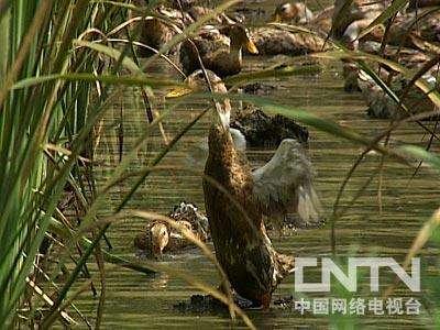 创业故事:茭鸭共作收益高一举两得增收的秘籍