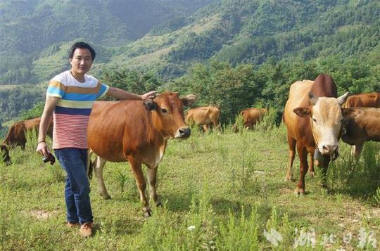 喝山泉听山歌的牛真的很牛看这个大学生的别样养牛法