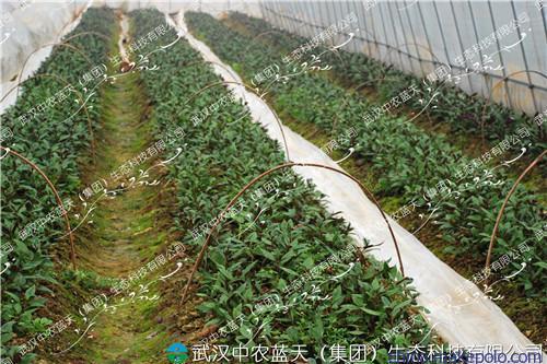 武汉芽苗菜市场前景看好自产自销芽菜好赚钱-农村创业