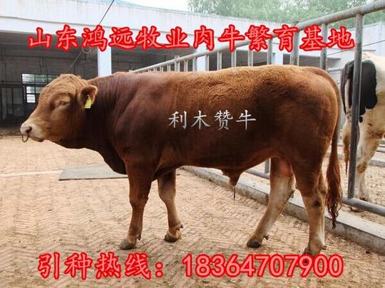养牛创业_小牛苗价格育肥牛_山东鸿远牧业牛