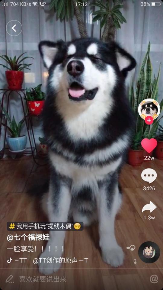 你看过在危险边缘试探的巴扎黑吗