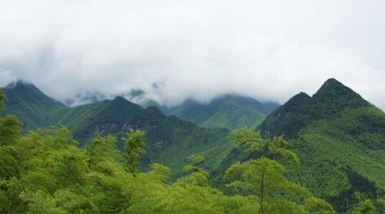 竹林风——安吉的天下银坑