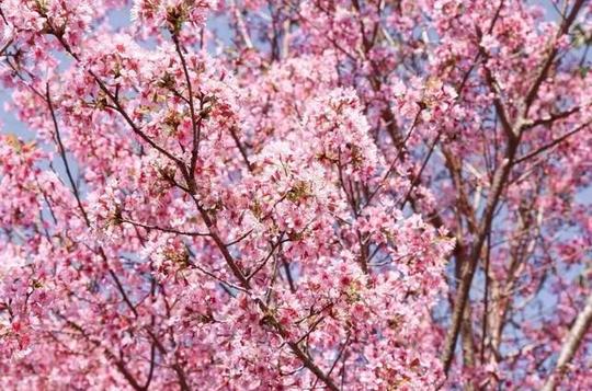 2019春节必去!深圳浪漫樱花打卡地,网红火锅温泉,抖音