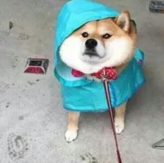 单身狗头像