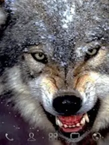 狼壁纸4k超清 头条搜索