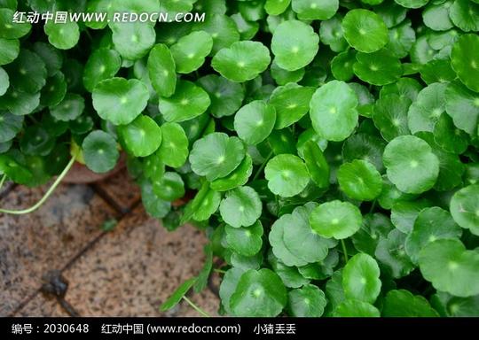 圆形的绿色叶子图片素材图片(编号:2030648)-
