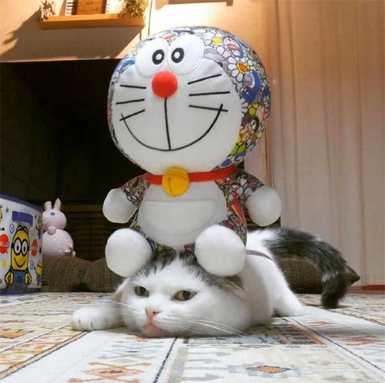 猫咪唉呀妈呀脑瓜疼脑瓜疼遇见铲屎的脑瓜疼