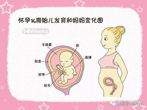 14个月宝宝发育指标男