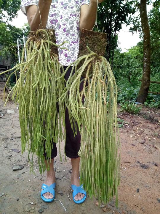 马尾千金草。冷门偏珍贵药材。雨林缸造景，植物帘瀑布。新奇植物