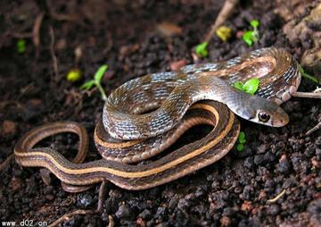 风沐雨蛇打最佳什么生肖,经典释义词语解释!